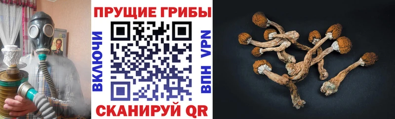 площадка какой сайт Анапа Псилоцибиновые грибы Psilocybine cubensis